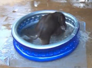 象の赤ちゃんが小さなプールで水遊び