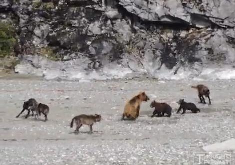 熊の親子を襲うおオオカミの群れ クマ vs. オオカミ