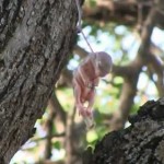 木の上で宙吊りになったリスの赤ちゃんを救出