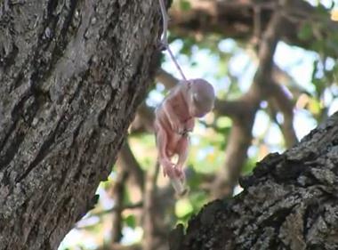木の上で宙吊りになったリスの赤ちゃんを救出