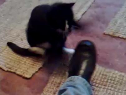 靴に凄まじい猫パンチをするネコ