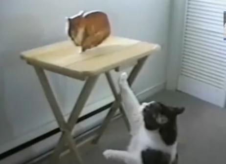 絵のネコと戦うネコ