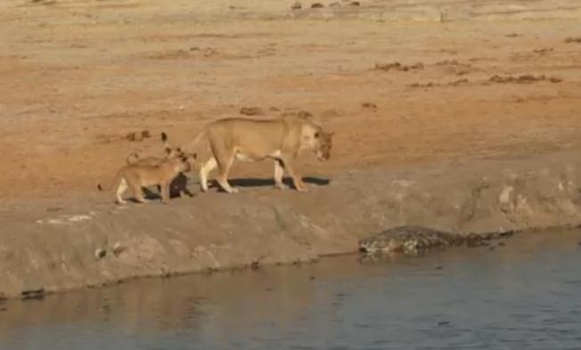 ライオンの子供が水辺でワニの危険性についての勉強