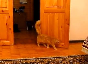 スーパーマリオのジャンプ音と連動する猫