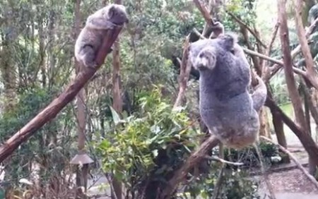 近づいてこれない赤ちゃんコアラに一肌脱ぐ母コアラ
