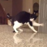 カウンターの上で斜め歩きをしながら転落する猫
