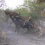 20頭のライオン vs. 1頭のアフリカ水牛