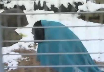 寒いのが苦手なチンパンジー