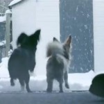 雪遊びをする2匹のチワワ
