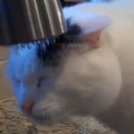 バスタオルで顔を拭く猫