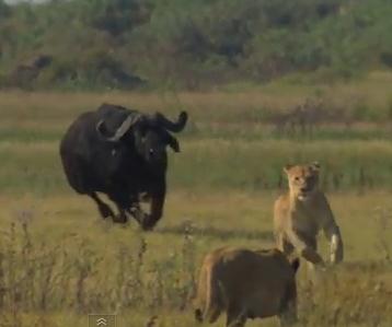 追って追われて！ライオンとアフリカ水牛の追いかけっこ