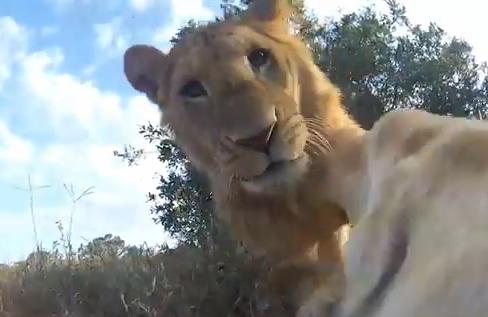 ラジコンにカメラを搭載してライオンを大接近撮影