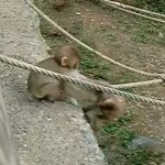 一生懸命ロープを渡って抱き合う赤ちゃん猿