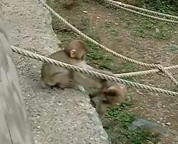 一生懸命ロープを渡って抱き合う赤ちゃん猿