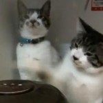 炊飯器と戦う猫