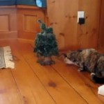 喋るクリスマスツリーに驚く猫