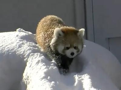 雪遊びをするレッサーパンダ