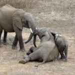 ゾウ vs. ゾウ、喧嘩はやめてと子象が近寄る