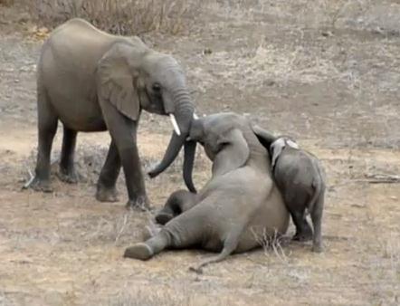 ゾウ vs. ゾウ、喧嘩はやめてと子象が近寄る