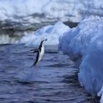 海中からジャンプ！ペンギンのジャンプ力に注目