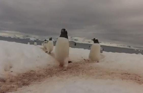 ペンギン道の交差点