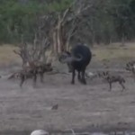リカオン vs. アフリカ水牛