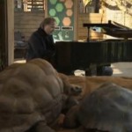 リチャード・クレイダーマンがカメに贈るピアノ演奏