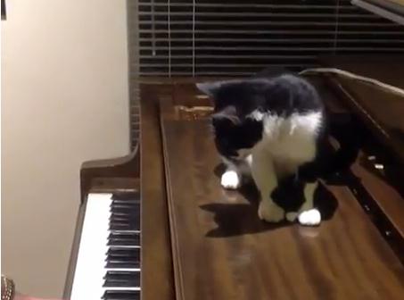 ピアノの音に過剰に反応するネコ