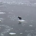 氷の上に取り残されたワンコの救出