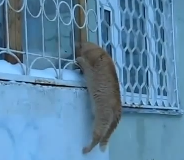 熱烈に愛するロシアの猫