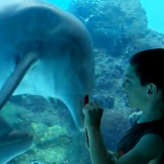 水族館のイルカと会話する方法