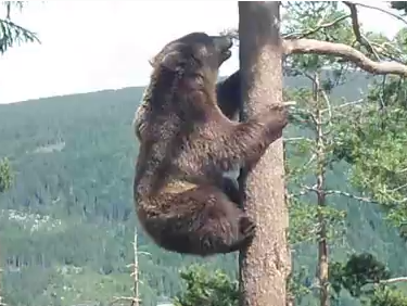 凄い勢いで木の高いところまで登るクマ