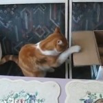 猫パンチの猛特訓するネコ