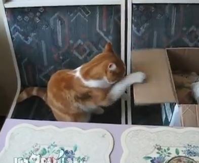 猫パンチの猛特訓するネコ