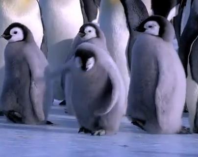 ペンギンのNG集