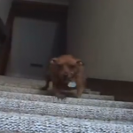 階段移動のプロフェッショナル犬