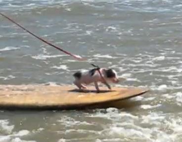 豚もサーフィンをする時代