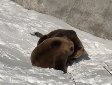 雪の上で遊ぶ2頭のクマ