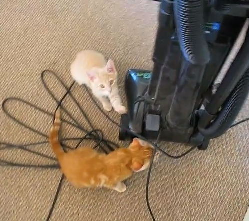 掃除機に集まる2匹の猫、スイッチを入れると…