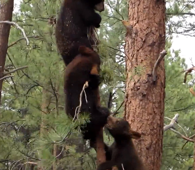 細い木に登る三匹の子グマ