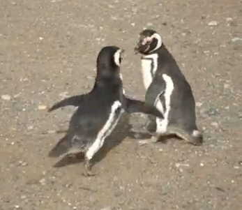ペンギン vs. ペンギン、激しい喧嘩