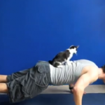 猫を使って筋力トレーニング