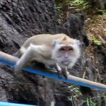 手すりを滑り台にして遊ぶお猿さん