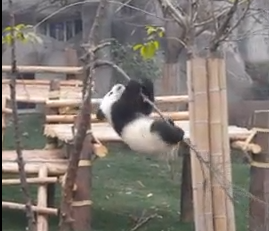 パンダの赤ちゃん、木の上で大苦戦