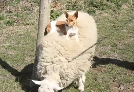 羊の背中に住む犬