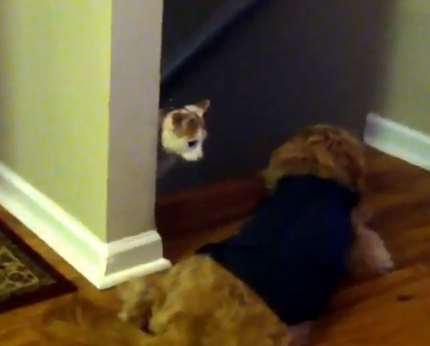 階段の上にワンコがで～ん、猫どうする！？