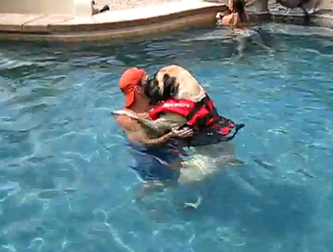 超大型犬マスティフの泳ぎの特訓風景