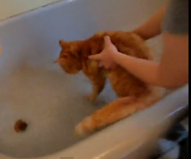 お風呂がどうしても嫌で叫ぶ猫
