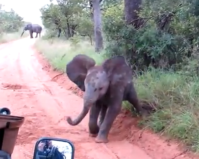 人と車を威嚇する象の赤ちゃん