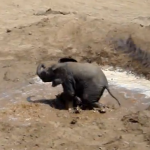 水たまりで楽しそうに遊ぶ象の赤ちゃん